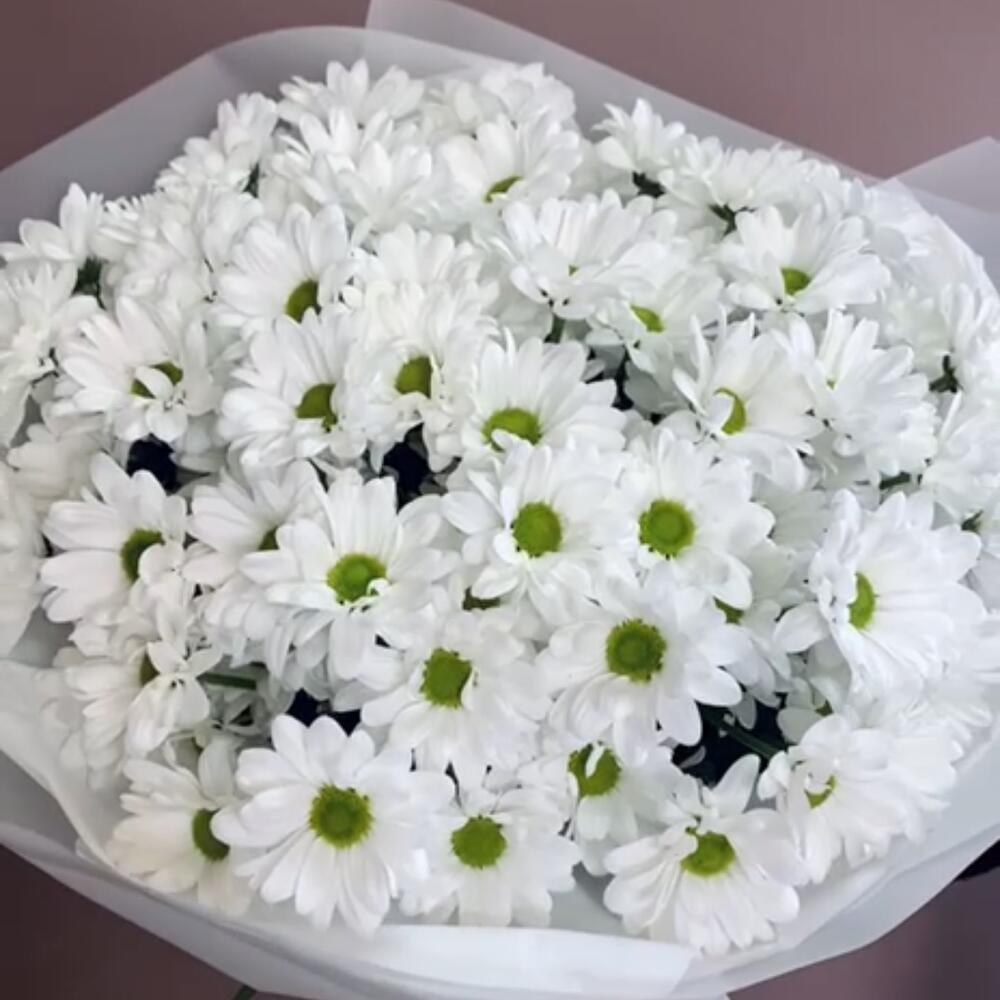 15 ромашковидных хризантем