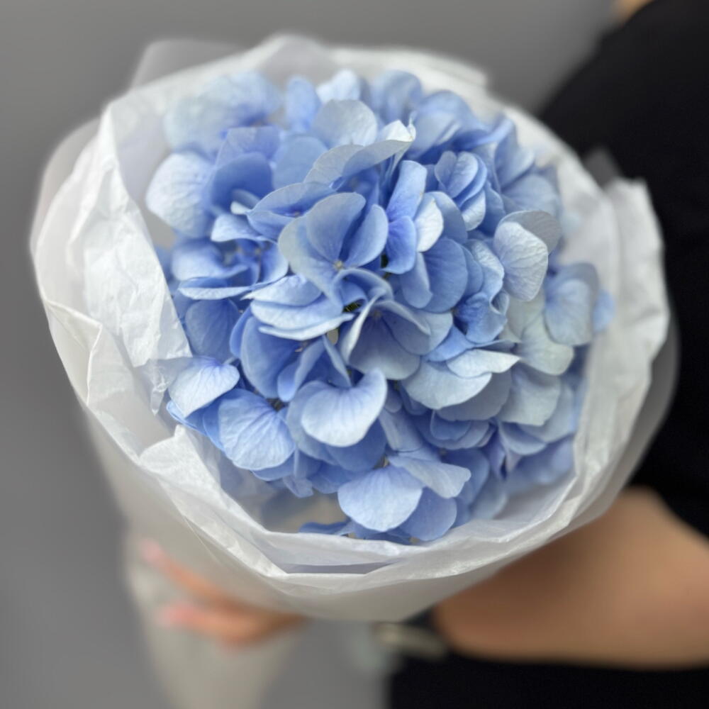 Нежность 💙 Гортензия