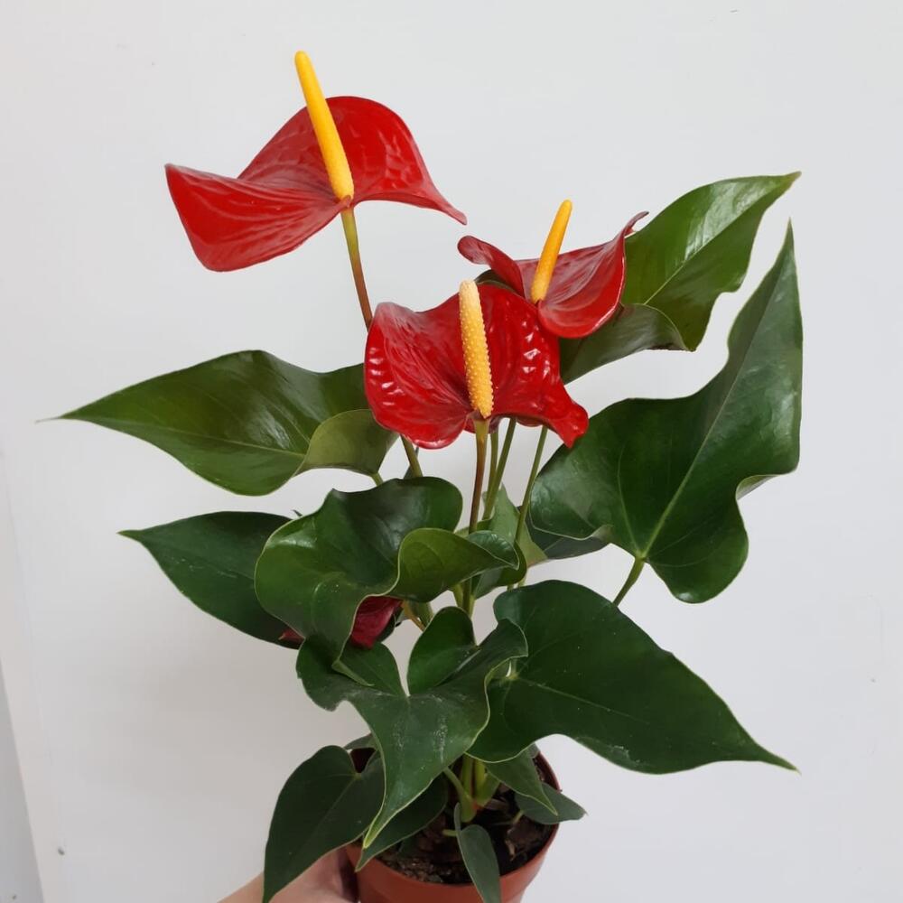 Антуриум, Live Plants Bryansk, Bryansk region, Russia, buy at a price of  2350 RUB, Anthuriums on Iris Bezhica with delivery | Flowwow