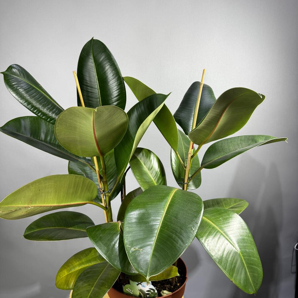 Ficus Robusta
