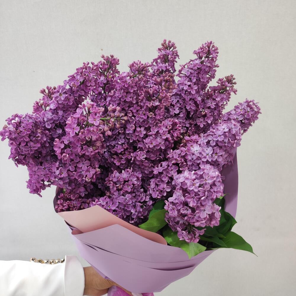 Сирень, Flowers Yerevan, Armenia, buy at a price of 7000 AMD, Mono