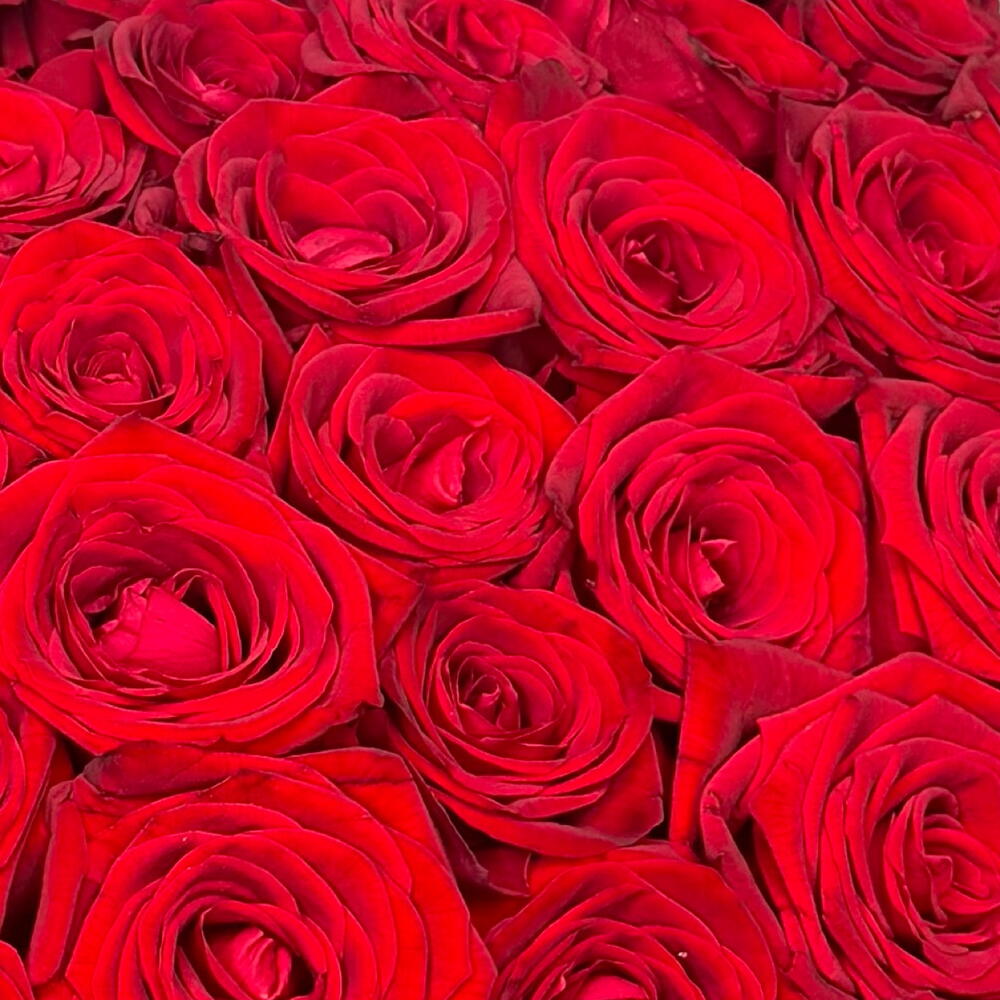 101 Красная Роза 🌹