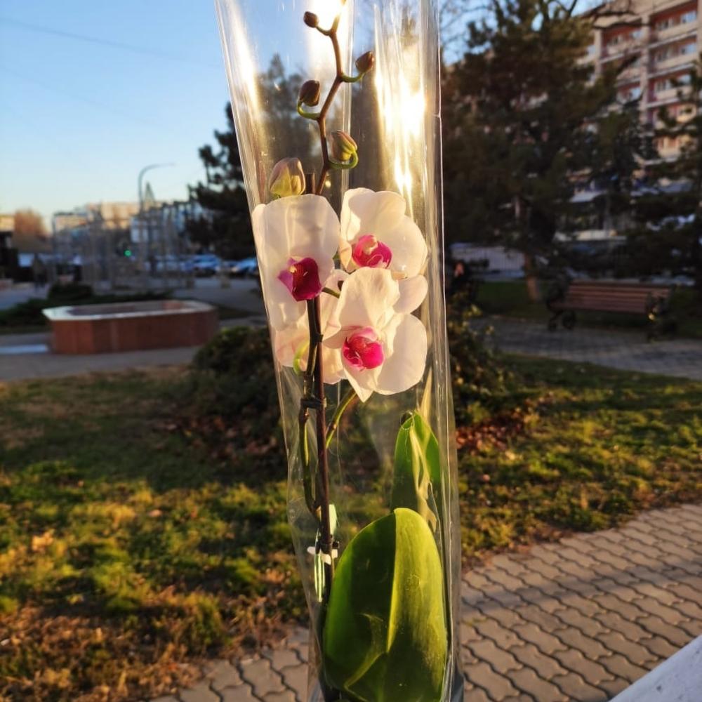 Орхидея