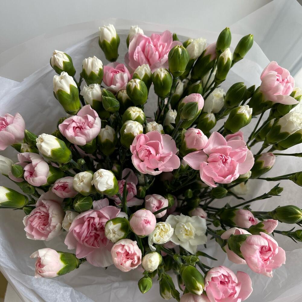 25 кустовых  гвоздик