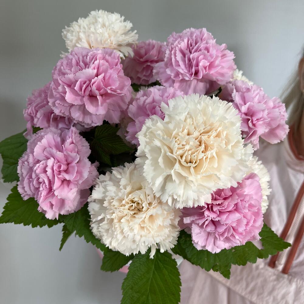 Самые нежные и ароматные диантусы стойкие с малиной 🌸