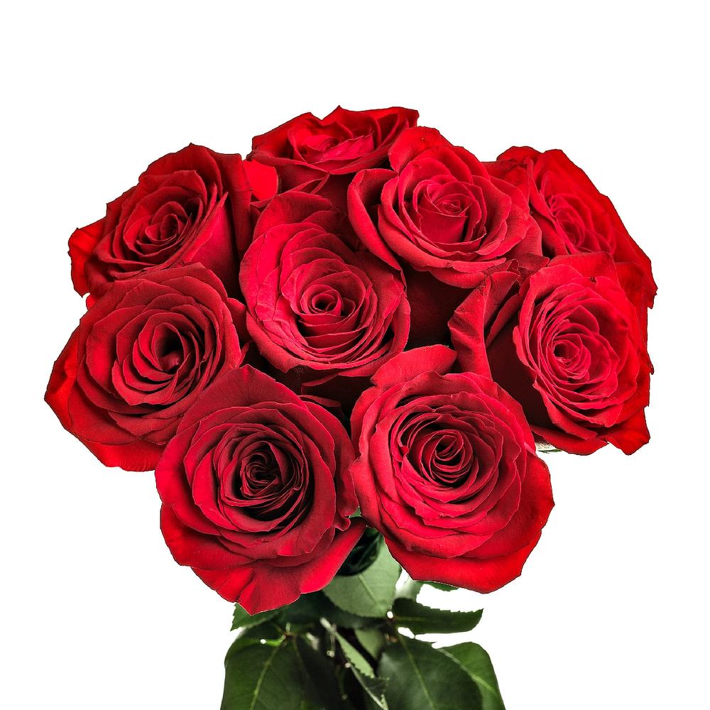 Девять роз. Букет из 9 роз. Букет из красных роз. Монобукет из красных роз. 9 Красных роз.