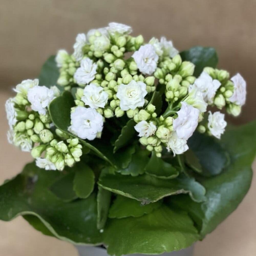 Каланхоэ(белое)