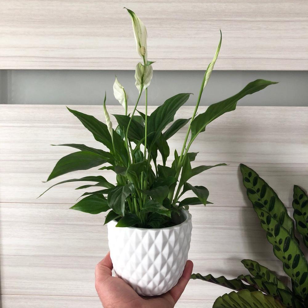 Spathiphyllum House Plant