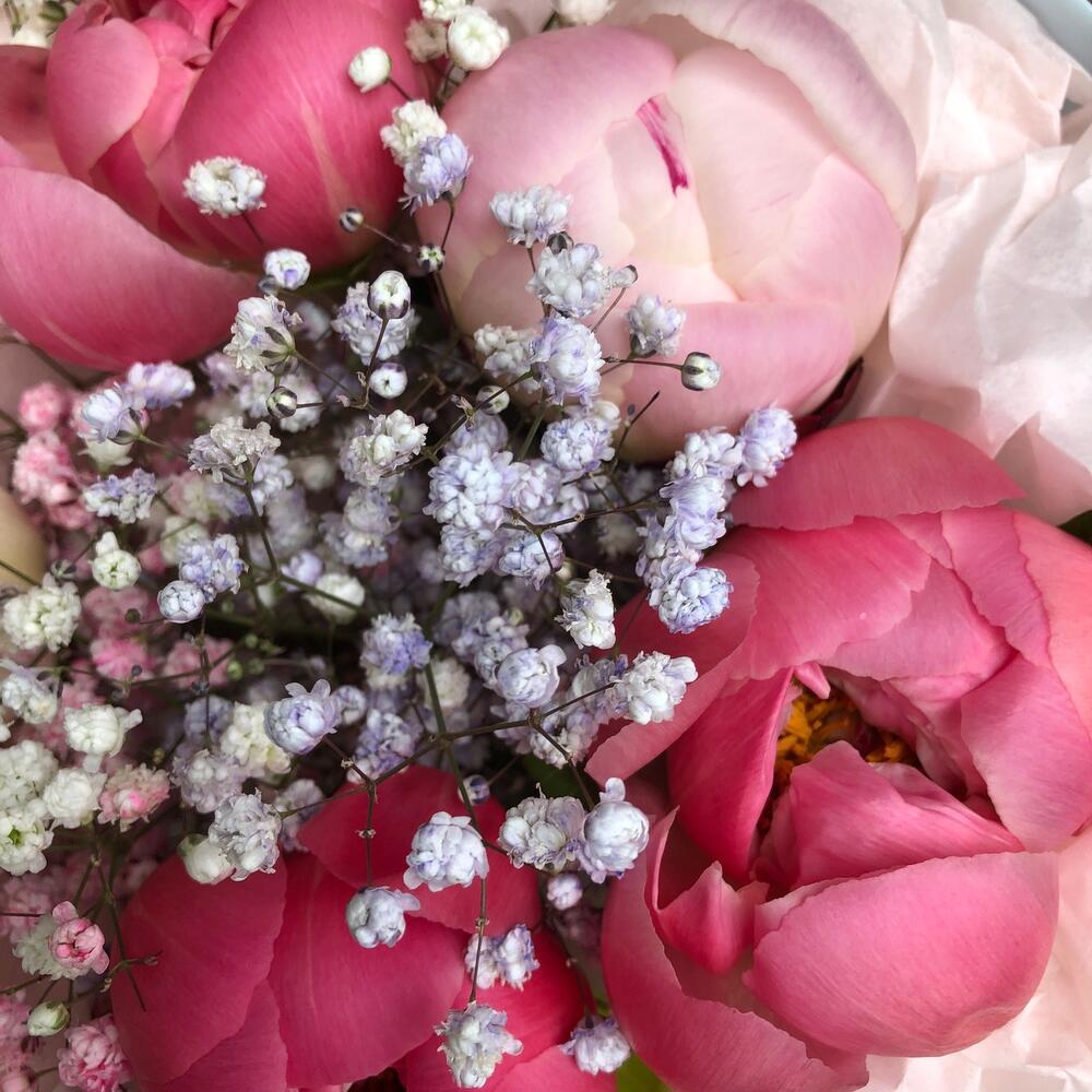 Bouquet of peonies