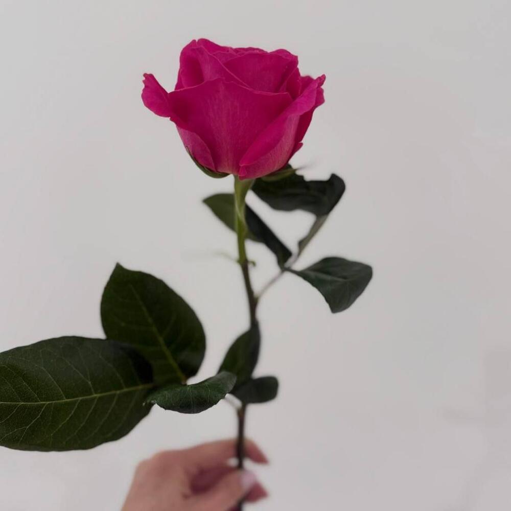 Розы сорта "pink floid"