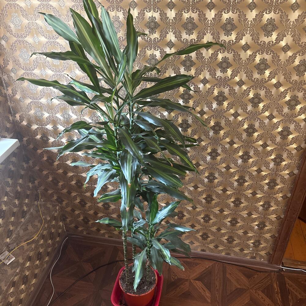 Yucca