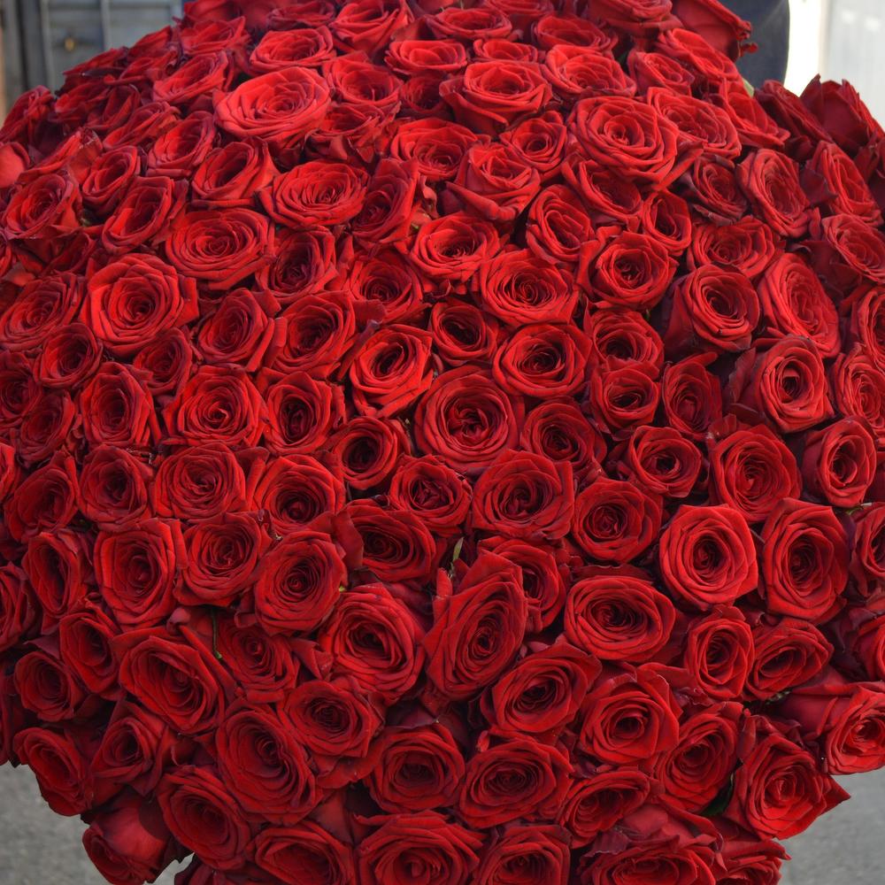 Розы майкоп. Большие букеты. Красивые большие букеты. Огромный букет цветов. Большой букет красных роз.