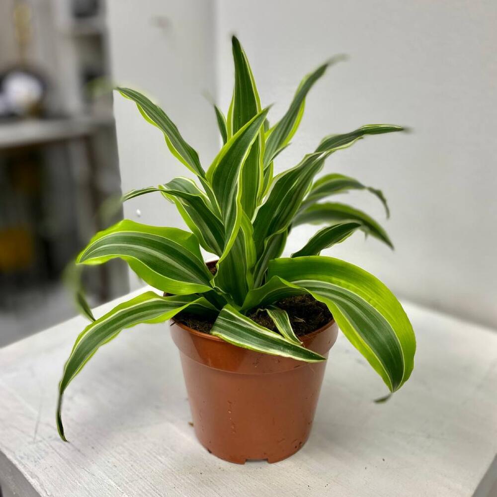 Драцена fr. compacta mix, Живые растения в Ижевске, купить по цене 750 ...