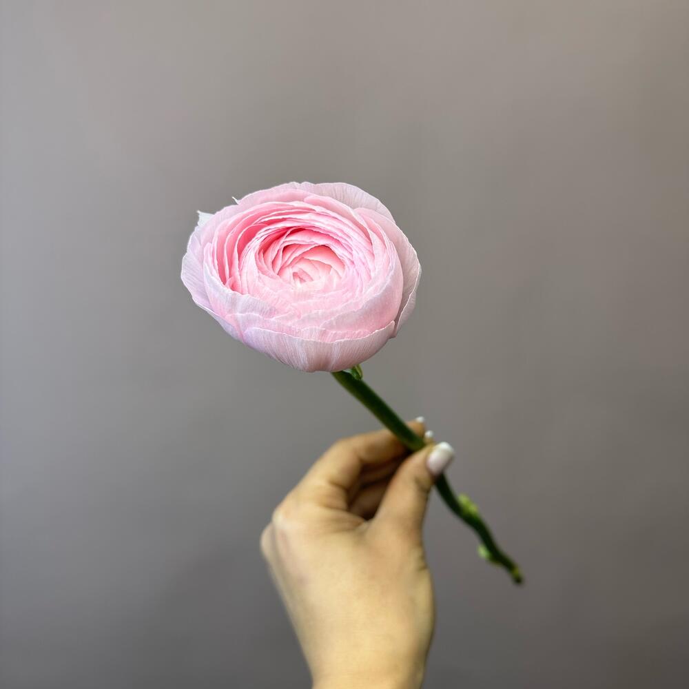 Ranunculus Italy
