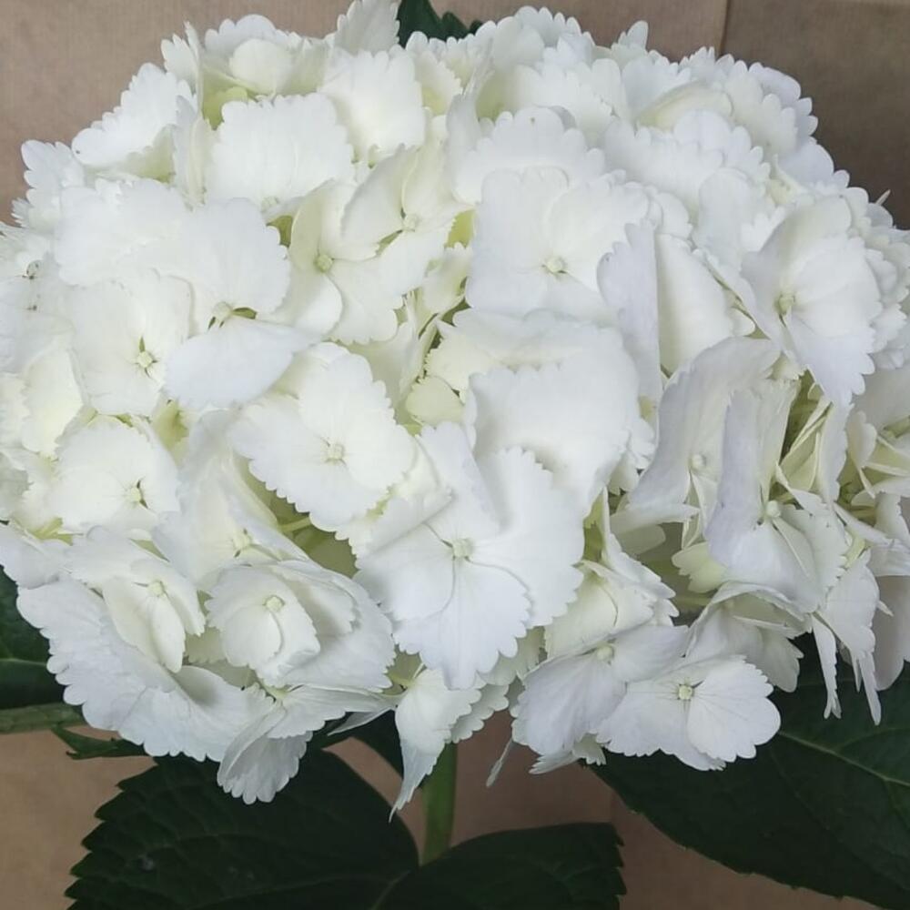 Гортензия (белая)