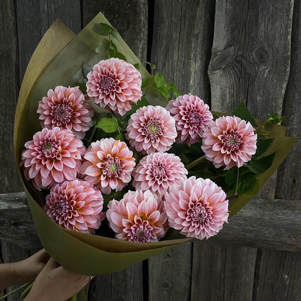 Monobook made of trendy dahlias and raspberry twigs in craft FM431