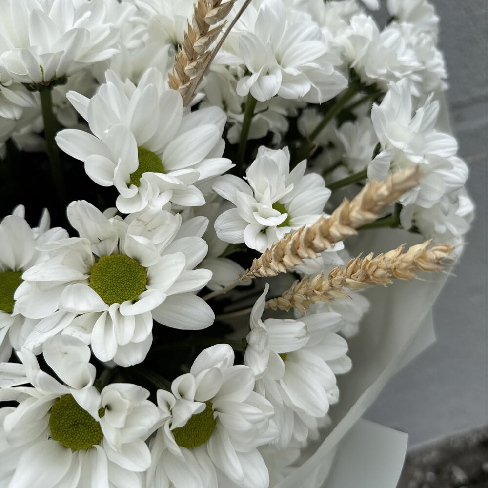 Chamomile tenderness