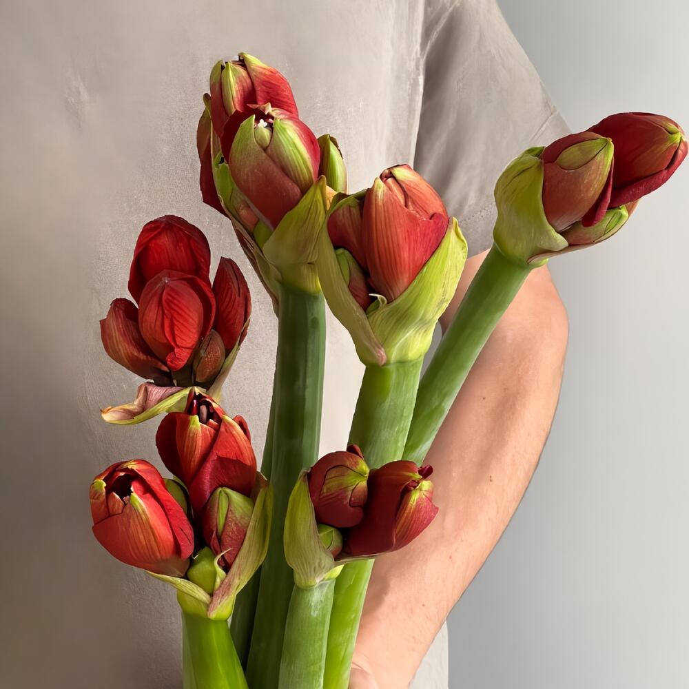 7 amaryllis