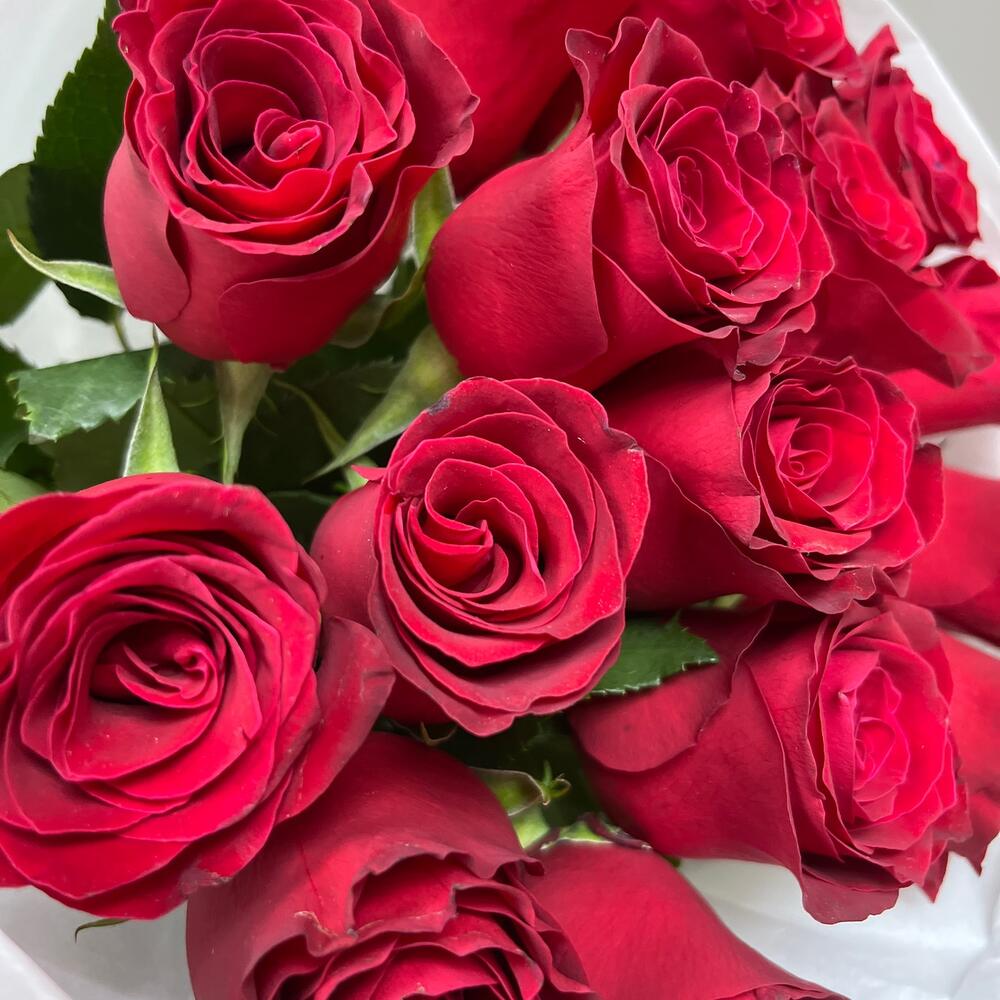 Моно из красной розы 15 штук 🌹