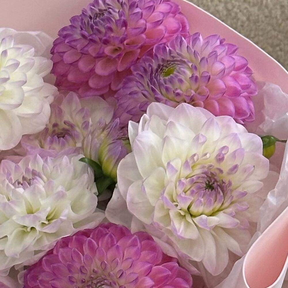 9 шикарных ярких георгин💜💓