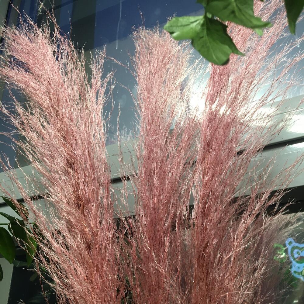Кортаделия