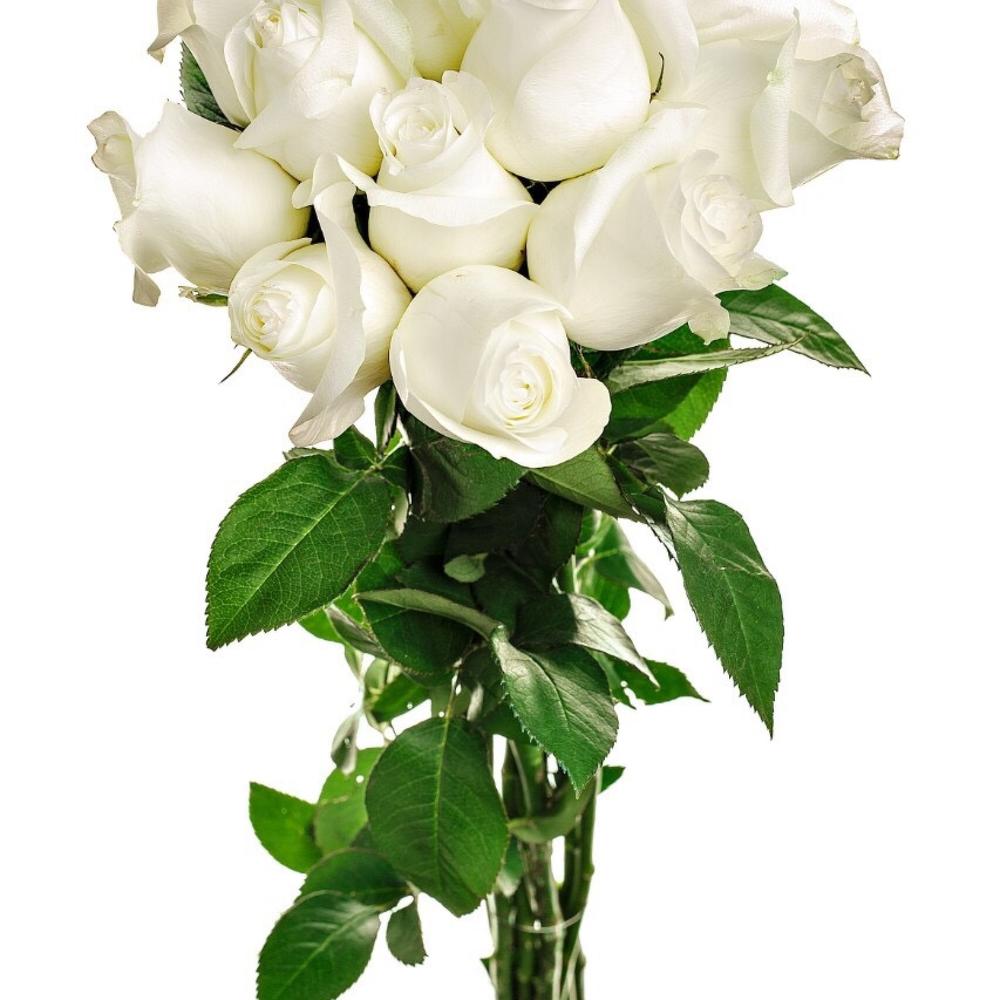 11 Белых роз (50 см.)