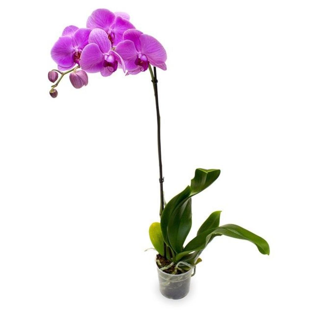 Орхидея в горшке купить в интернет. Фаленопсис 1 ствол. Фаленопсис 1рр. Орхидея фаленопсис Каскад микс. Фаленопсис микс 1 ствол.