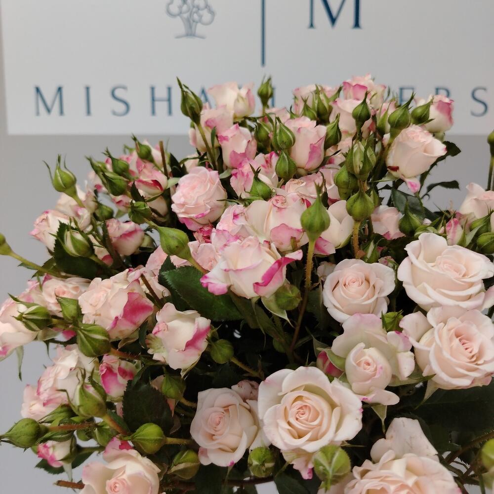 Bouquet of shrub roses "Reflex"