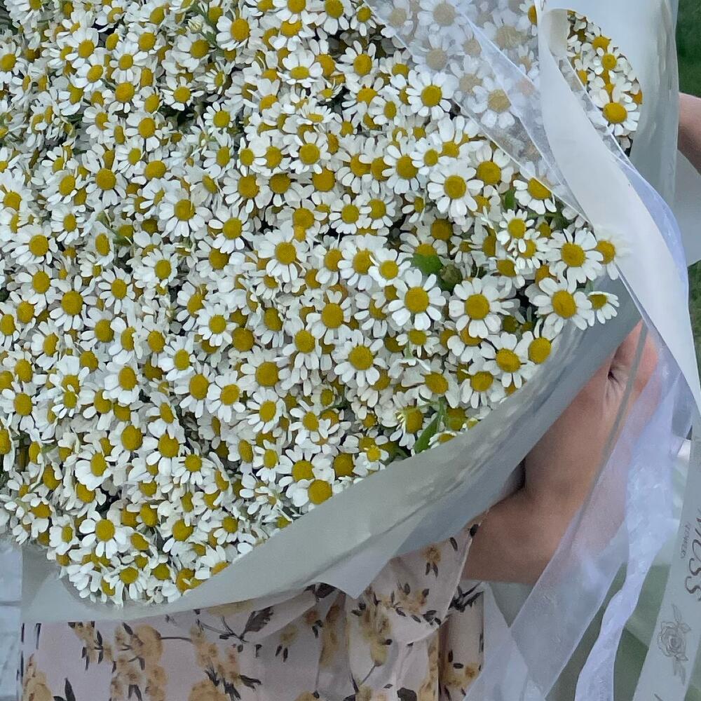 Моно из 101 ромашки🤍