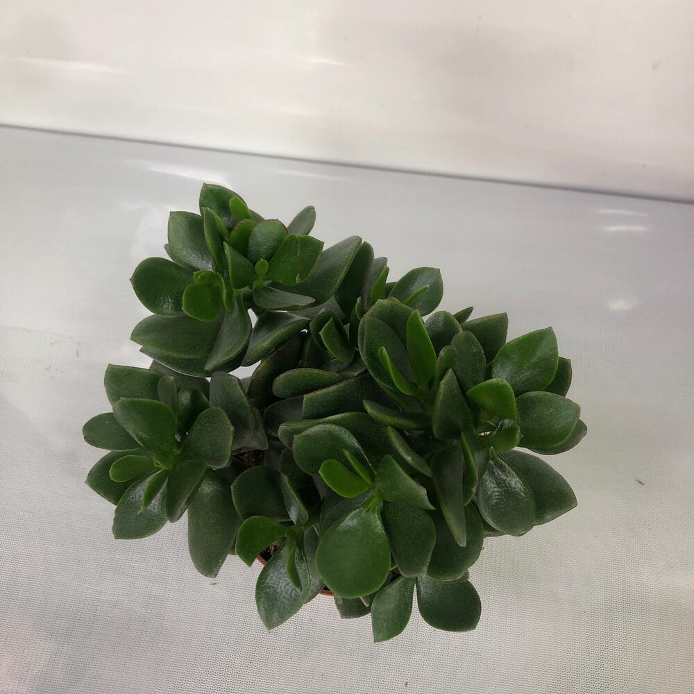 Суккулент Крассула