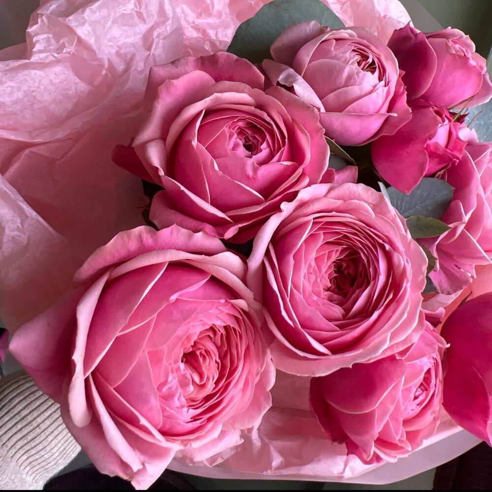 Сильва пинк 🌸(пион роза)