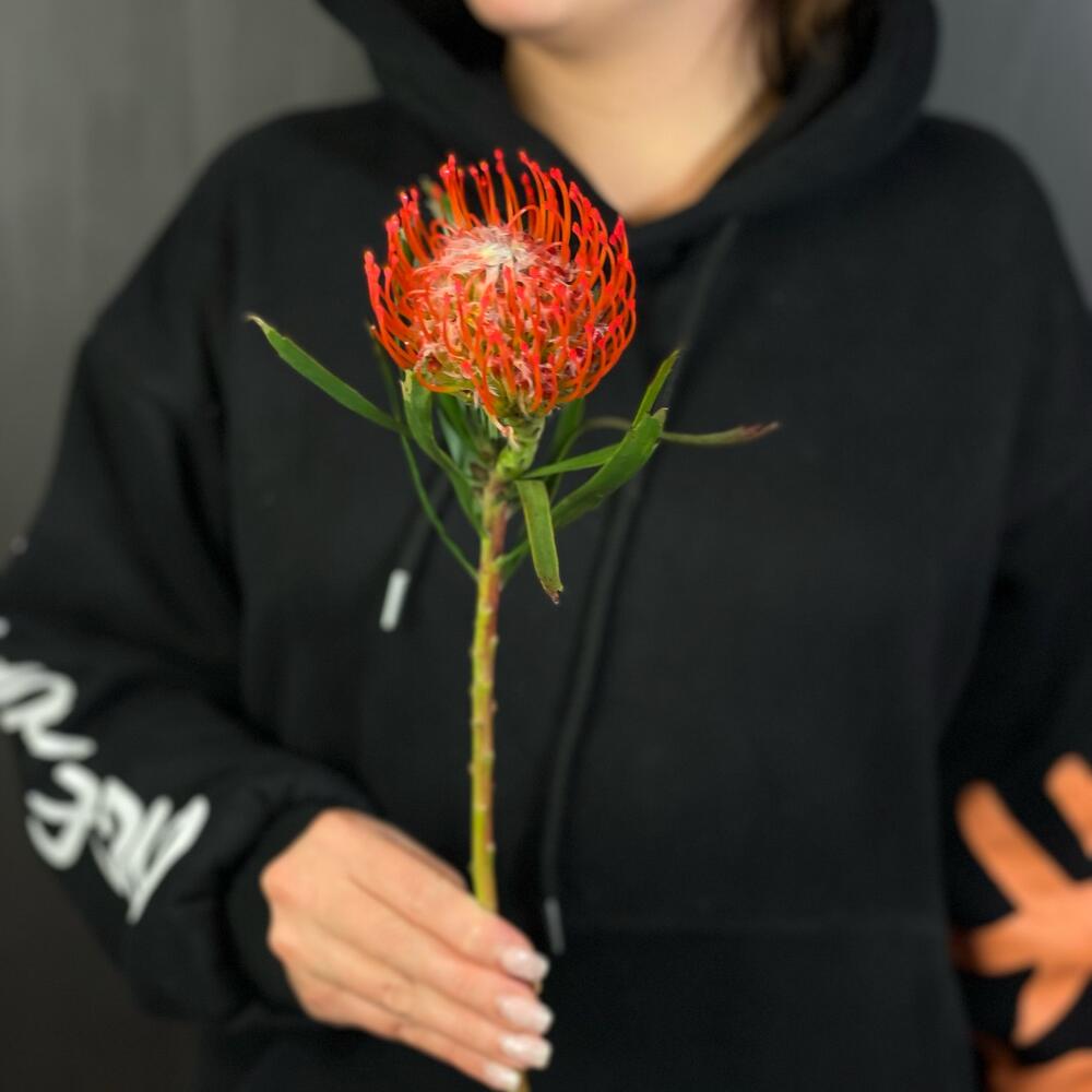 Leucospermum