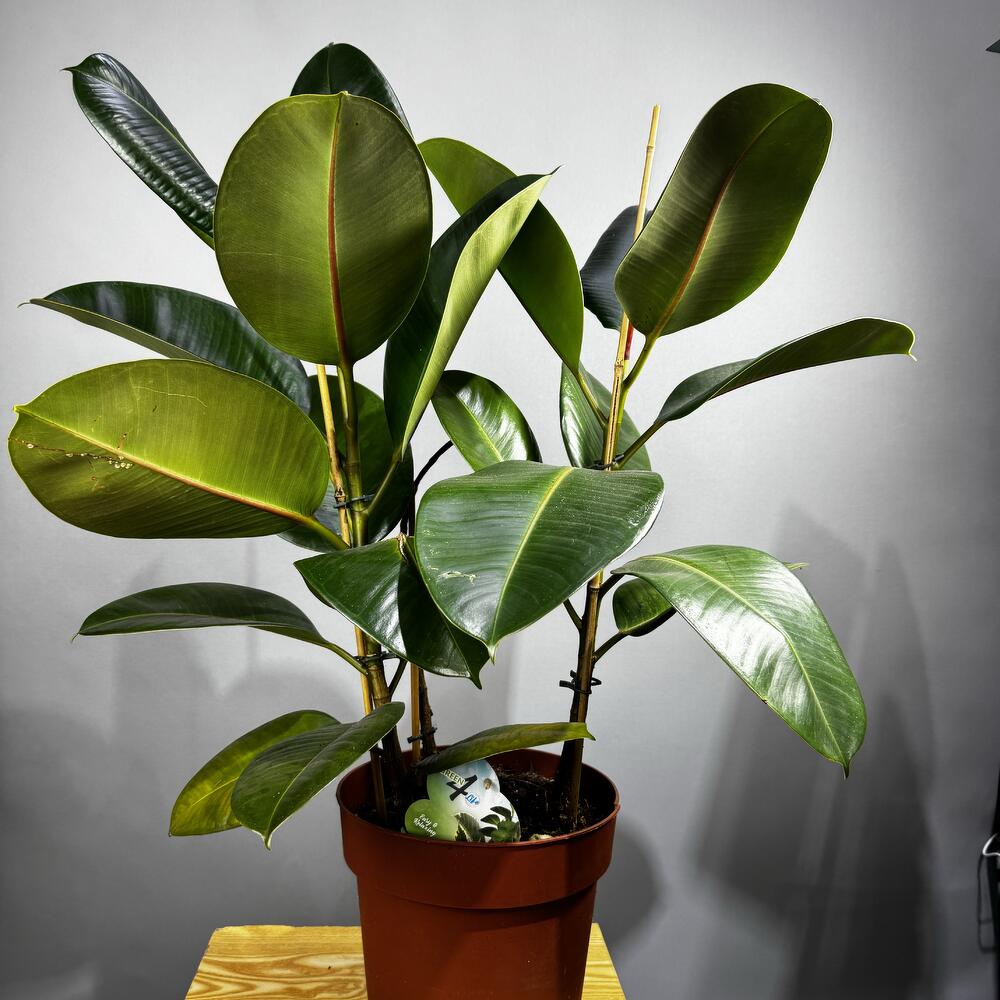 Ficus Robusta