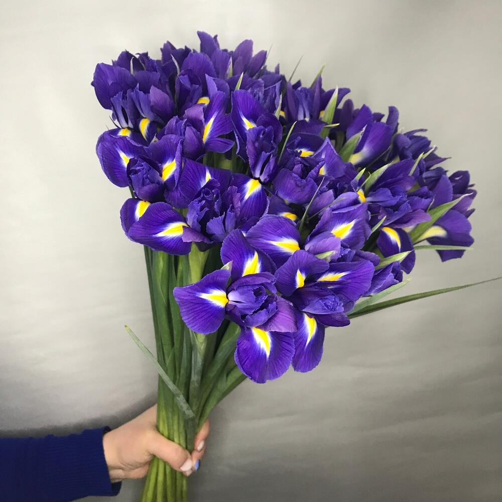 Ирис фиолетовый 💜