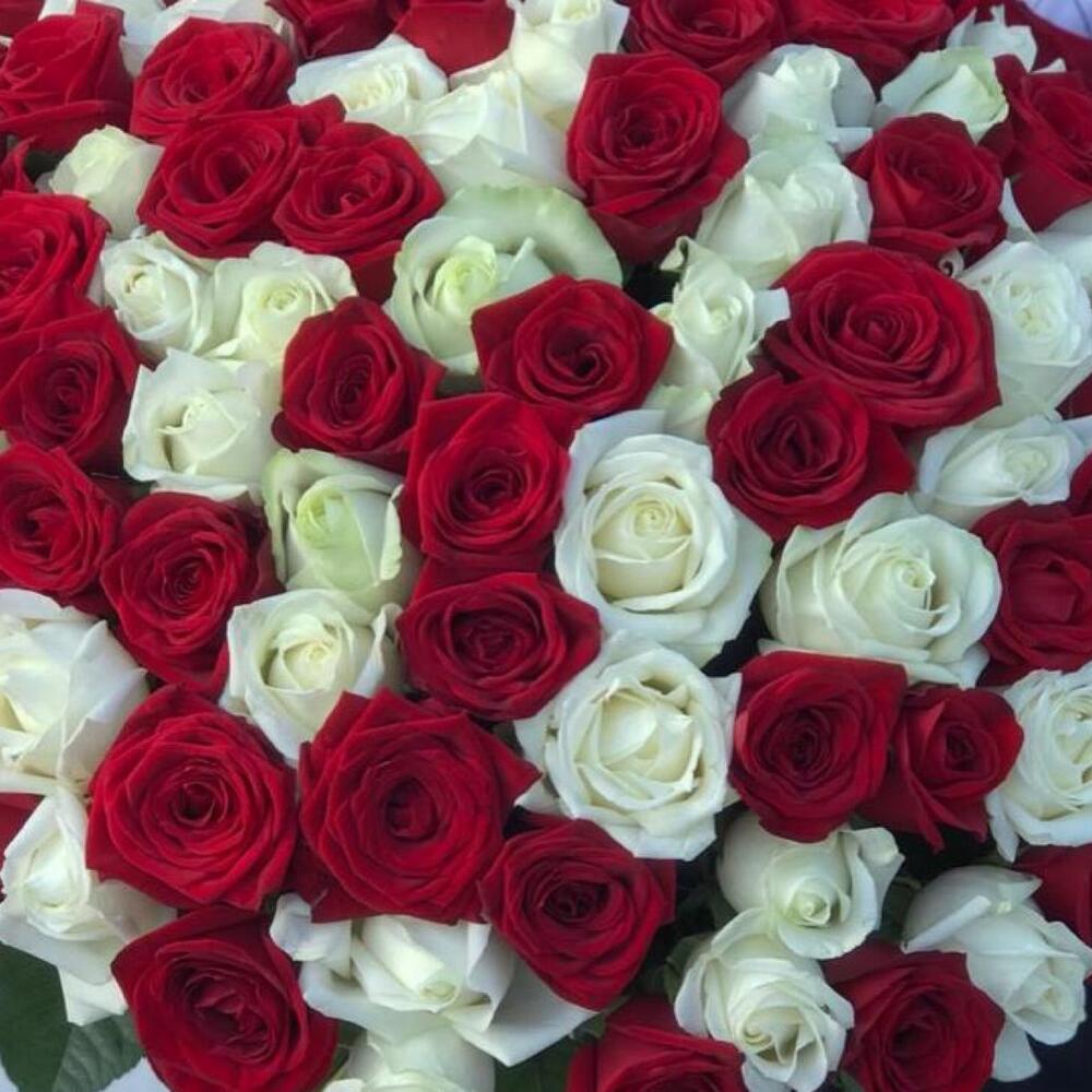 101 Роза 🌹