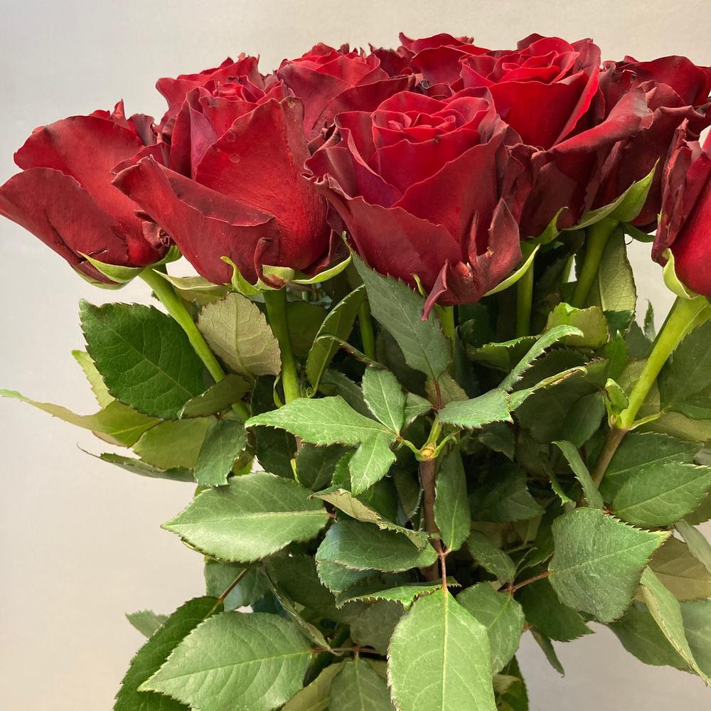 17 rosas rojas