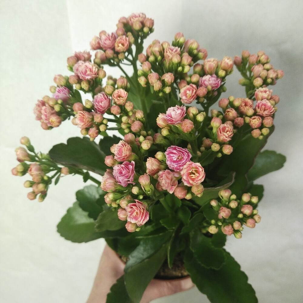 Каланхоэ