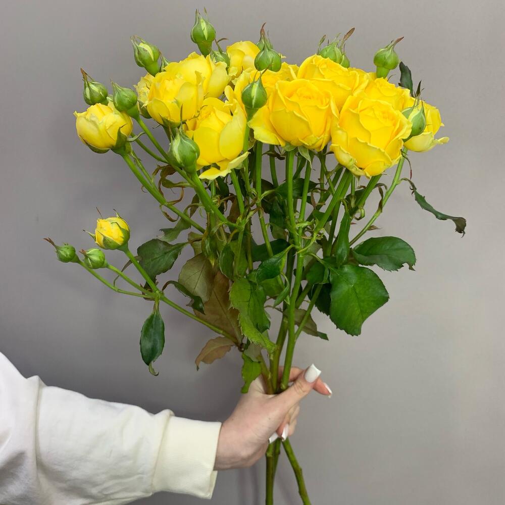 РОЗА КУСТОВАЯ 3 шт 70 см