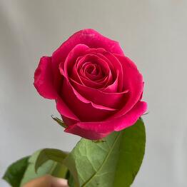 Царь Букет 