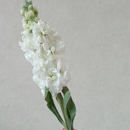 Lilac Flowers