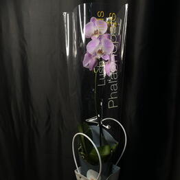 Flower Mafia