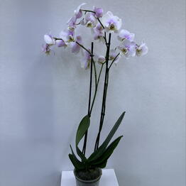 BB Flowers