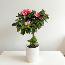 SUNFLOR