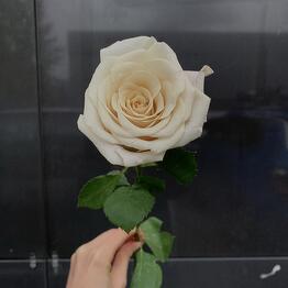 Bloomdecor x Матрица