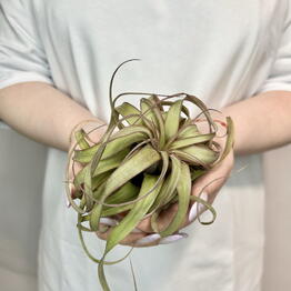 Jules Flower Atelier