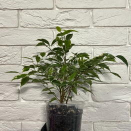 Gorodskie dzhungli (Urban jungle.shop)