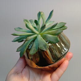 Margaritka