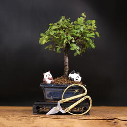 Bonsai fitosystems