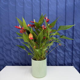 SUNFLOR