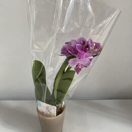Flowershop pinsk